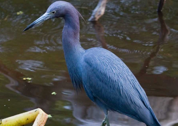little blue heron identification