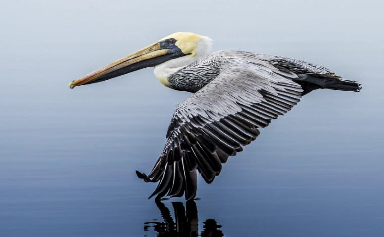 where to see brown pelicans