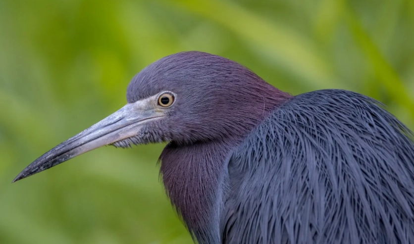 little blue heron identification