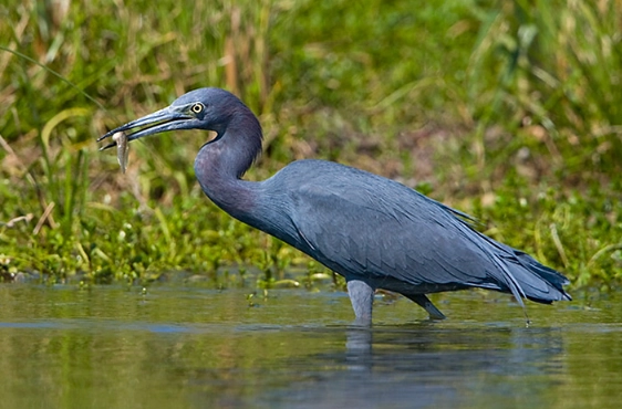 little blue heron vs snowy egret