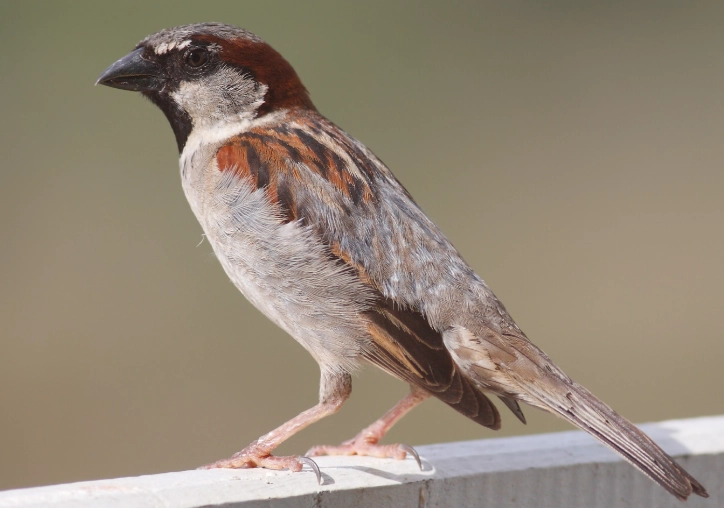 attract sparrows to your garden
