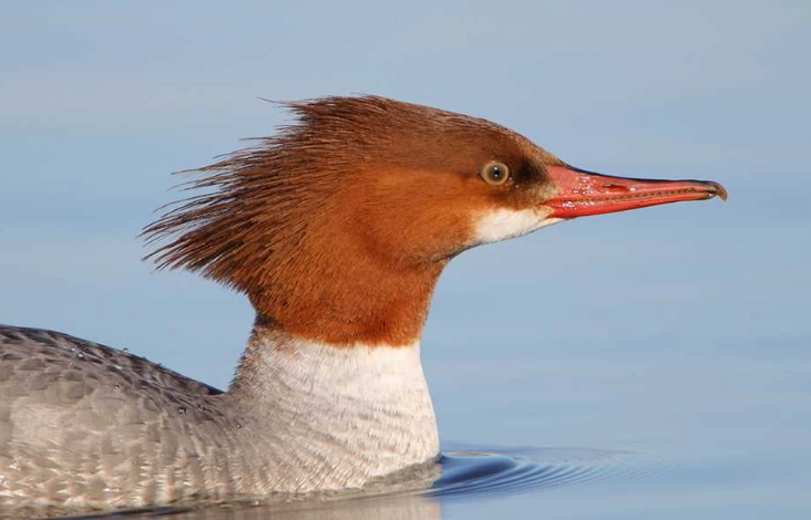 common merganser vs goosander