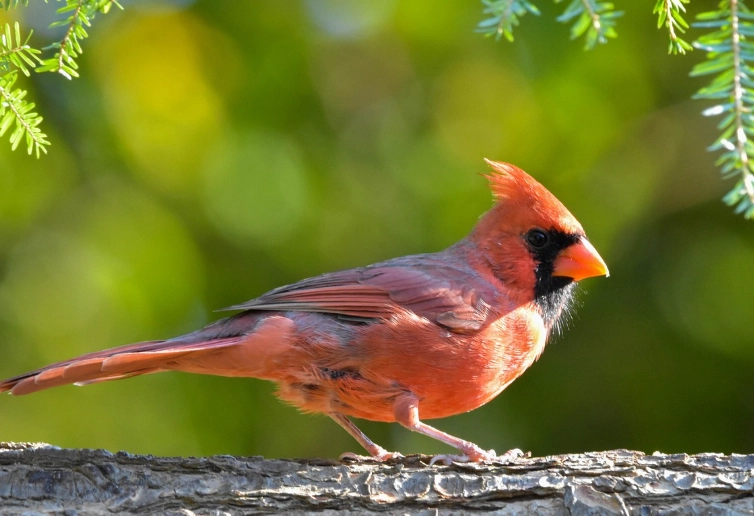 attract cardinals to backyard attract cardinals to backyard