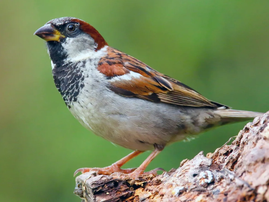 sparrow identification