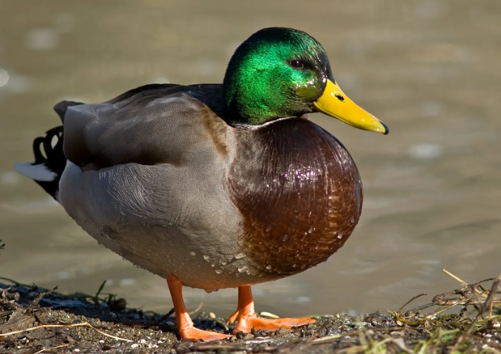 wild duck bird