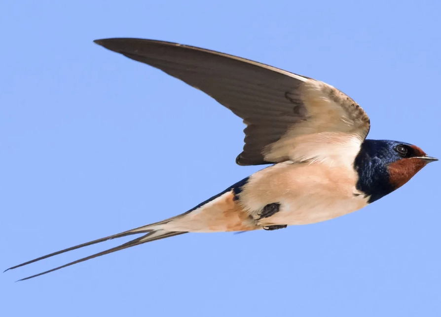 swallow and swift identification