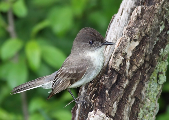 attract eastern phoebe