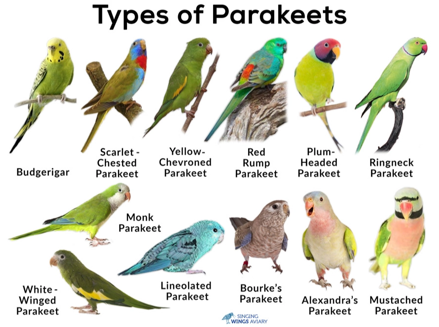 parrots species list