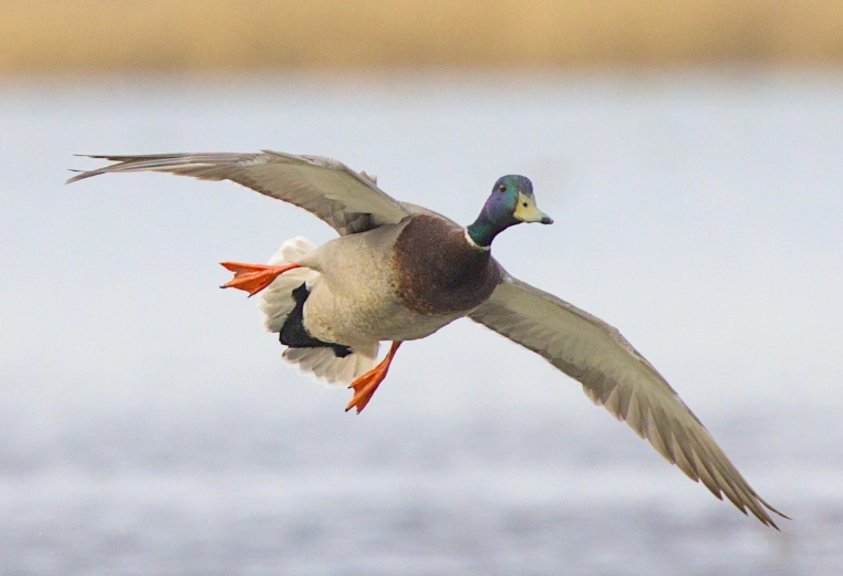 where to see wild ducks