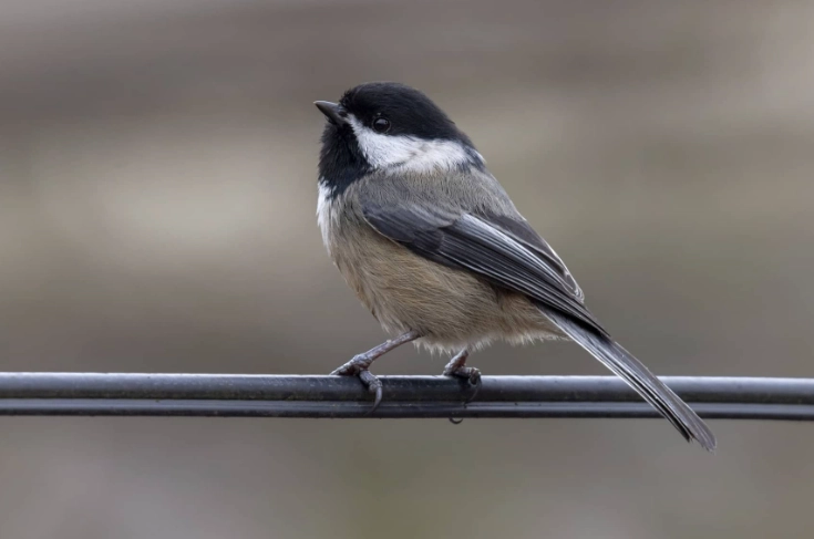 best parks for birding NYC