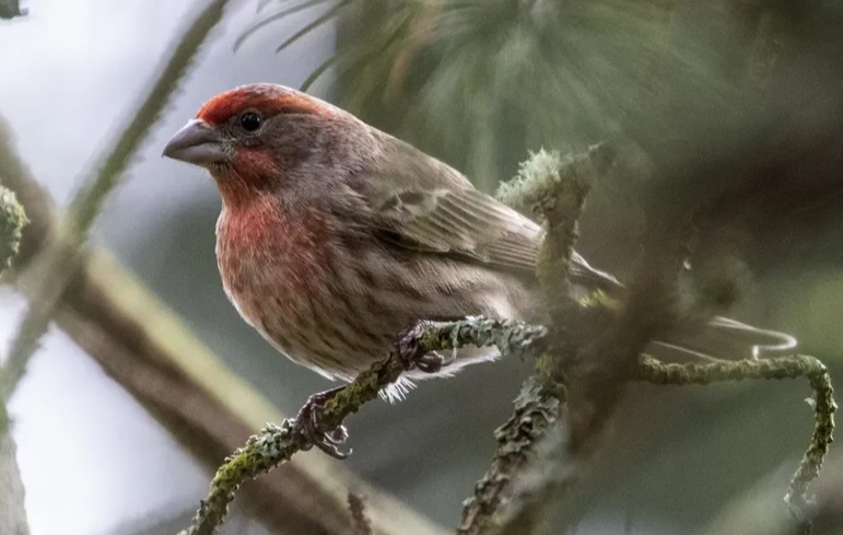 beginner bird watching