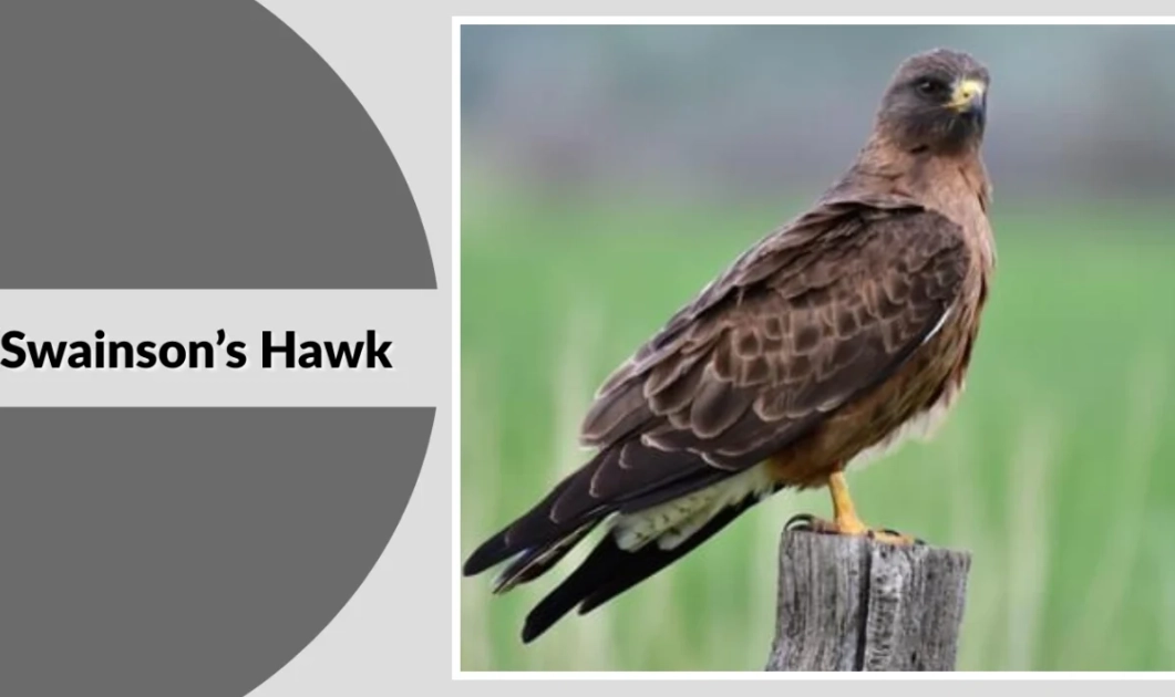 raptor identification