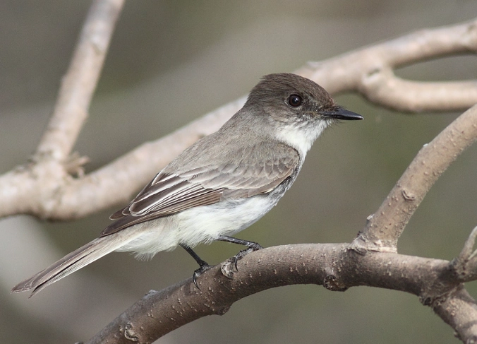 attract eastern phoebe