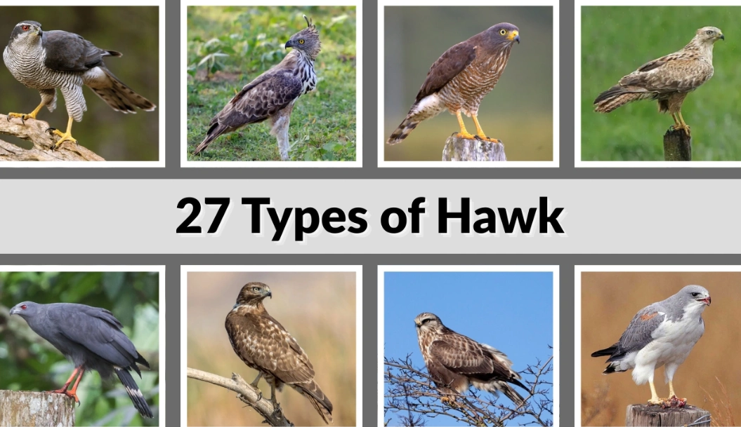 how to identify hawks
