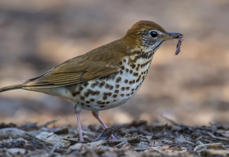 wood thrush song