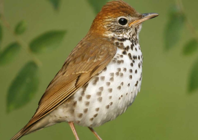 wood thrush habitat