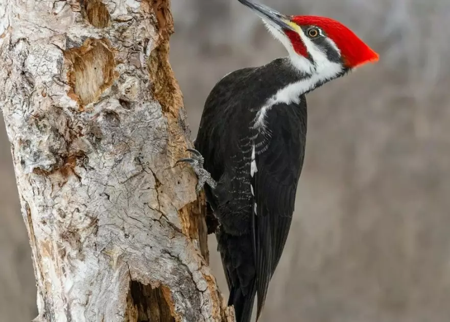north american woodpeckers