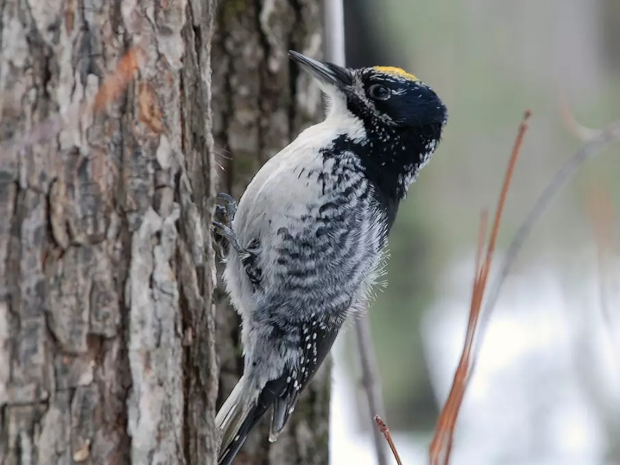 how to attract woodpeckers