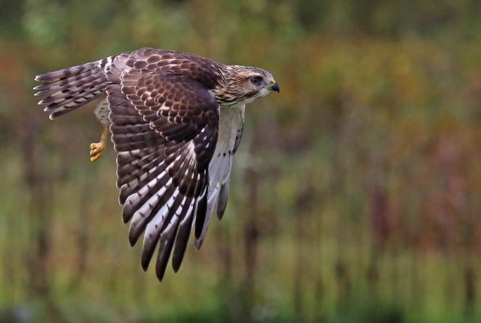 broad-winged hawk identification