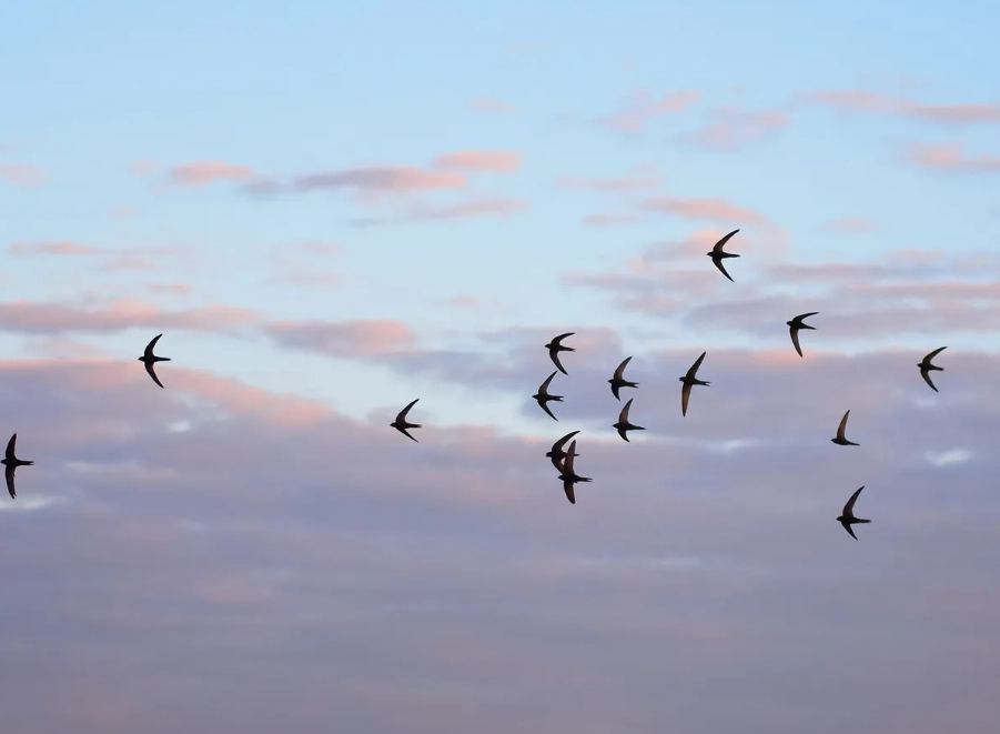 swift identification