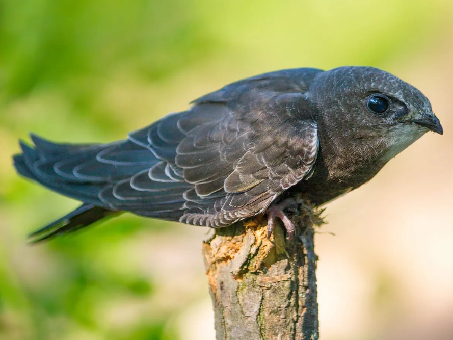 swallow identification