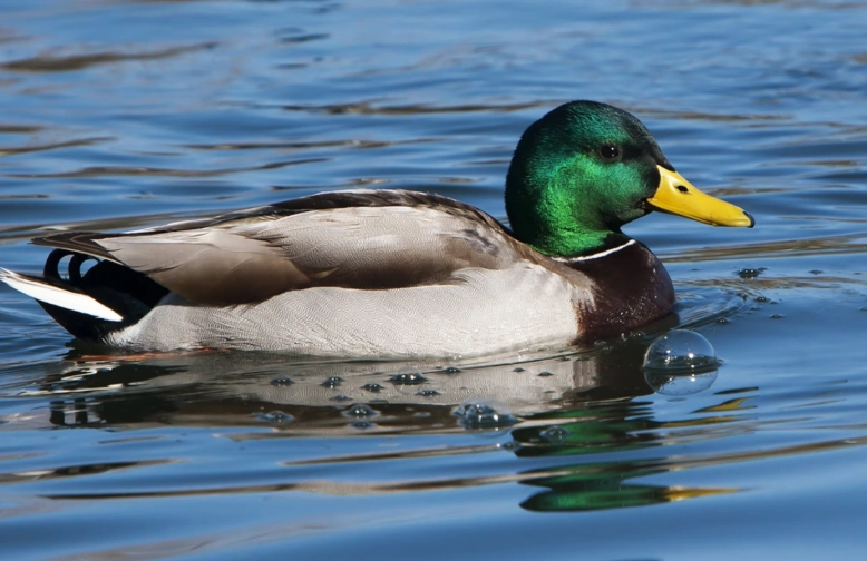 mallard duck identification