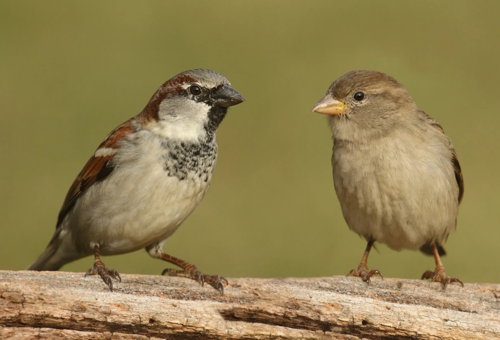 types of sparrows