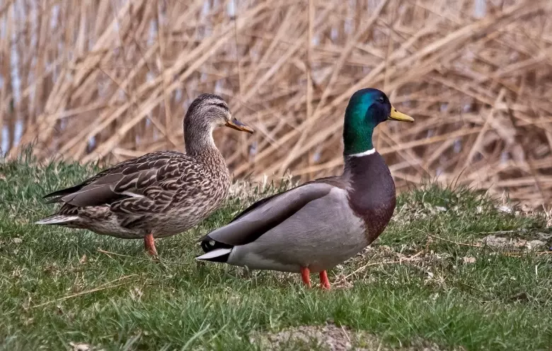 where to see wild ducks