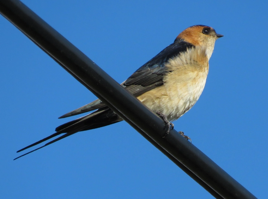 difference between swallow and swift