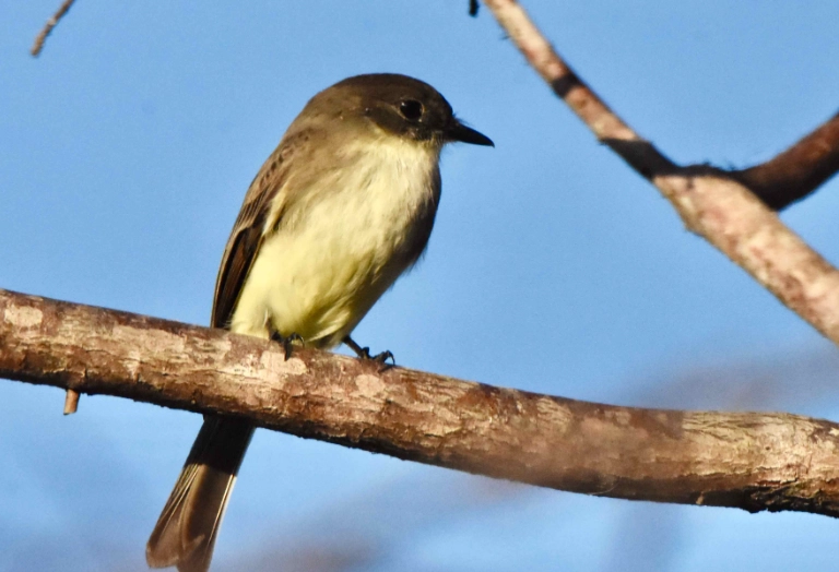eastern phoebe identification