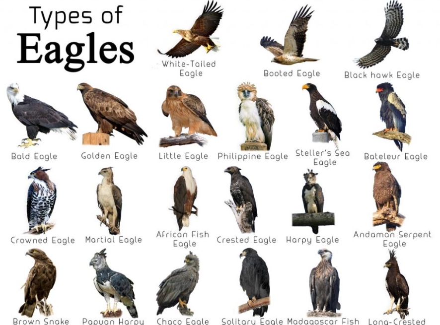 types of eagles