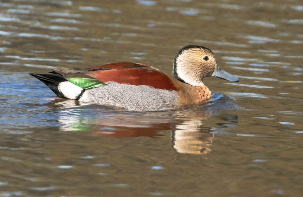 waterfowl ID for beginners