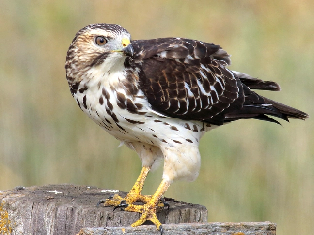 broad-winged hawk migration