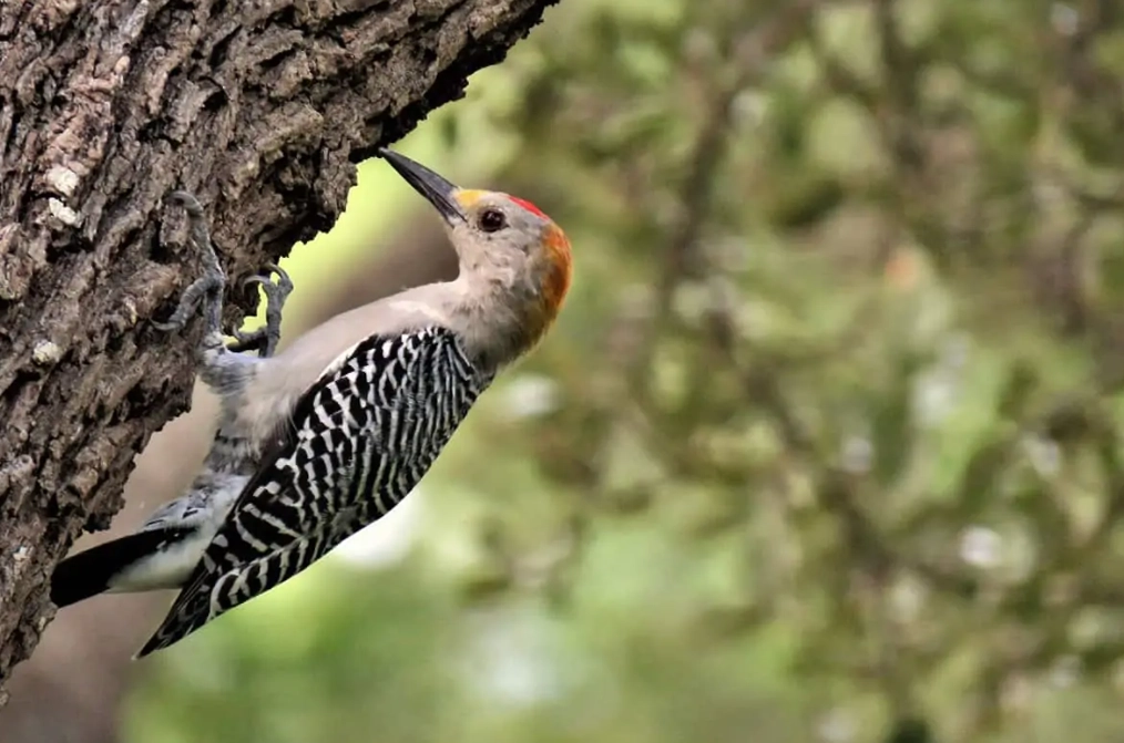 how to attract woodpeckers