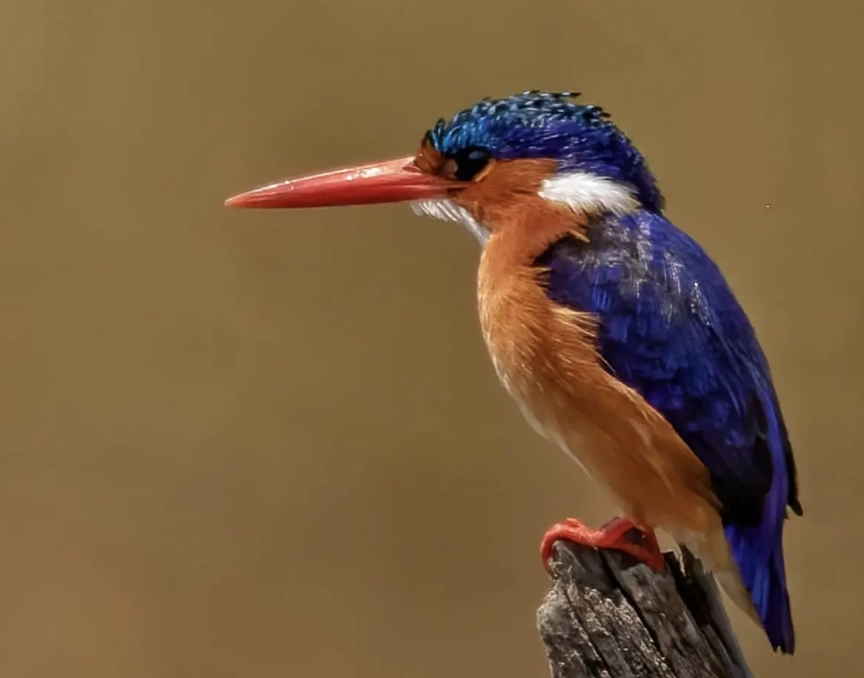 safari birding checklist