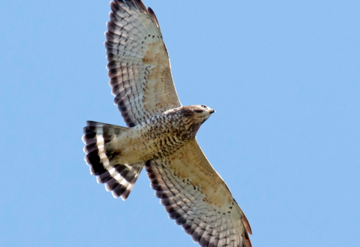 broad-winged hawk migration