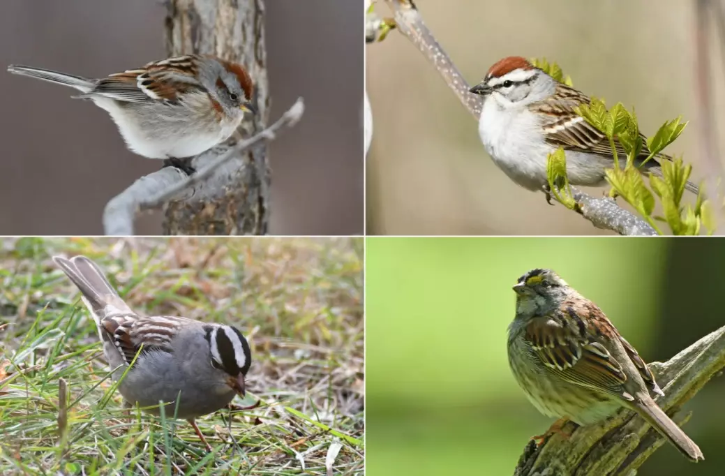 types of sparrows