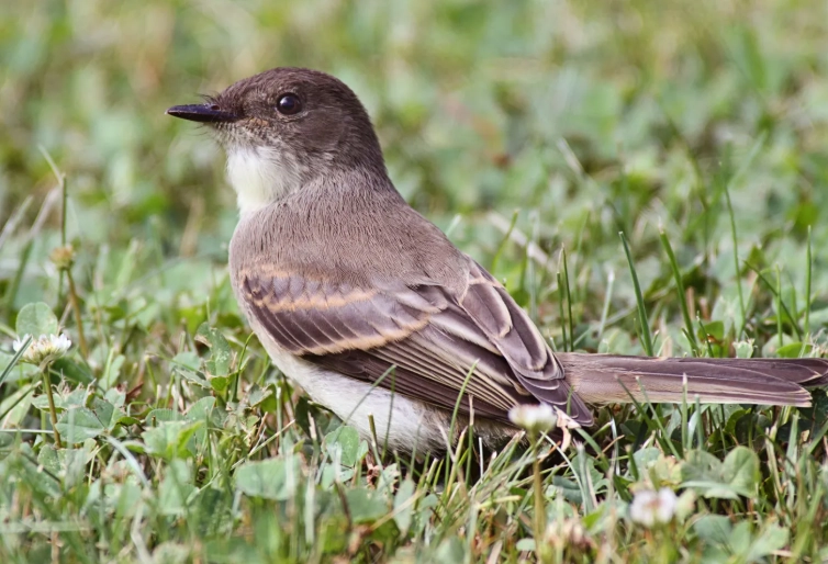 attract eastern phoebe