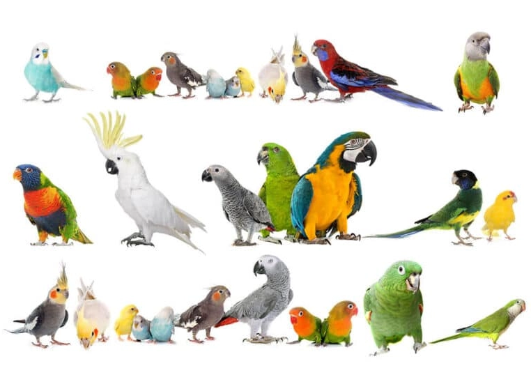 popular pet parrots
