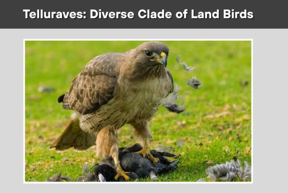 raptor identification guide