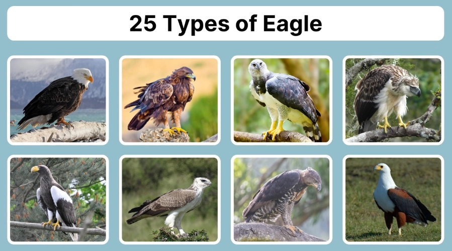 largest eagle species
