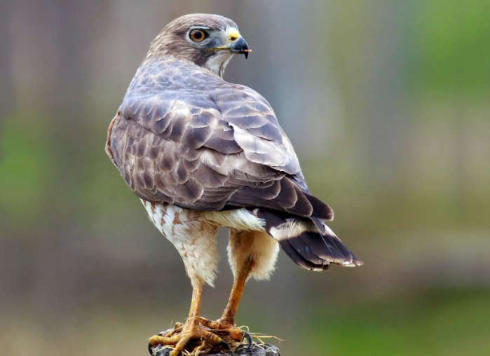 broad-winged hawk