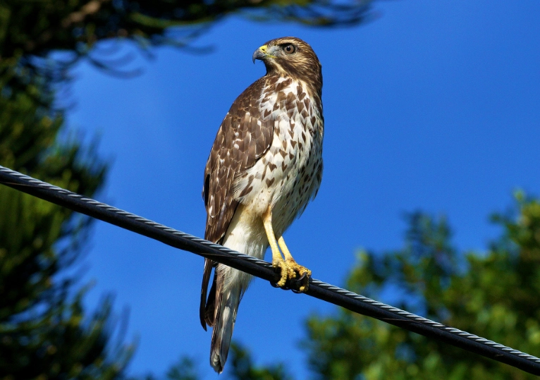broad-winged hawk