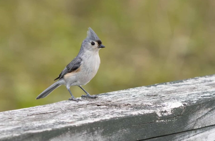 best parks for birding NYC