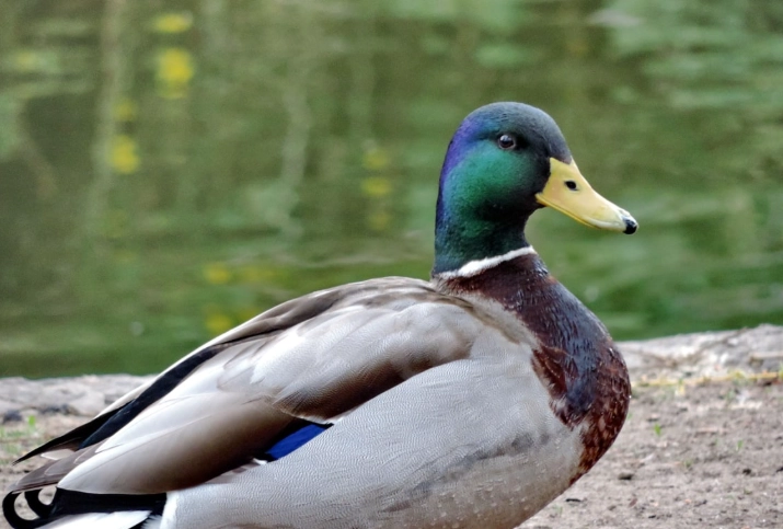 duck watching tips
