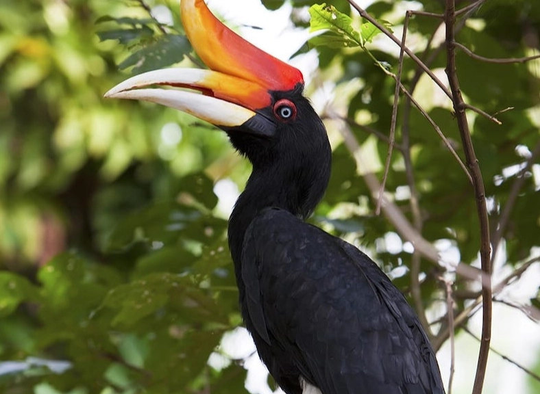 Southeast Asia birds identification