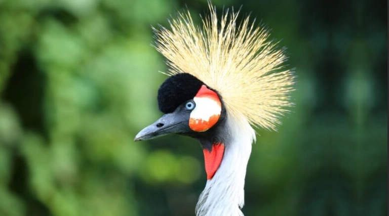 safari birding checklist