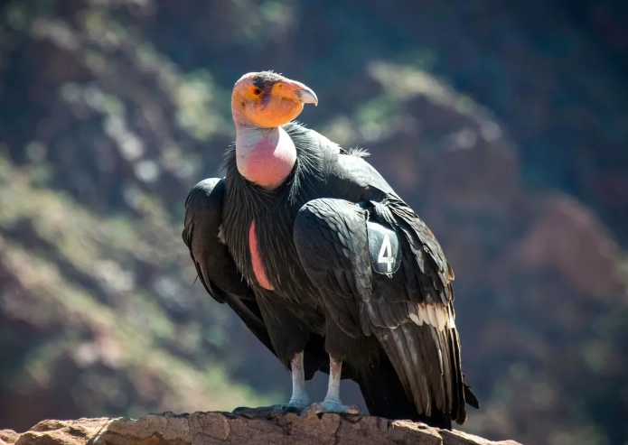 california condor endangered species