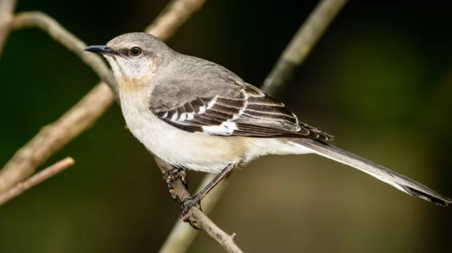 common backyard birds