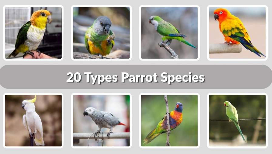 parakeets species list